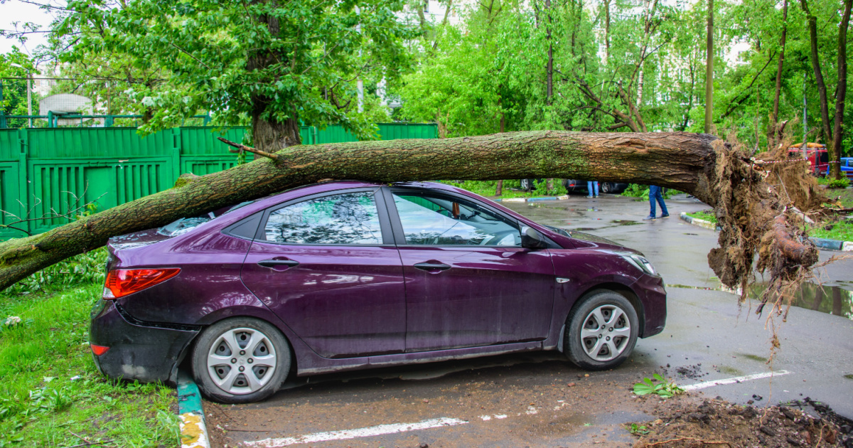 Tree fell on top of a car - covered by comprehensive insurance.